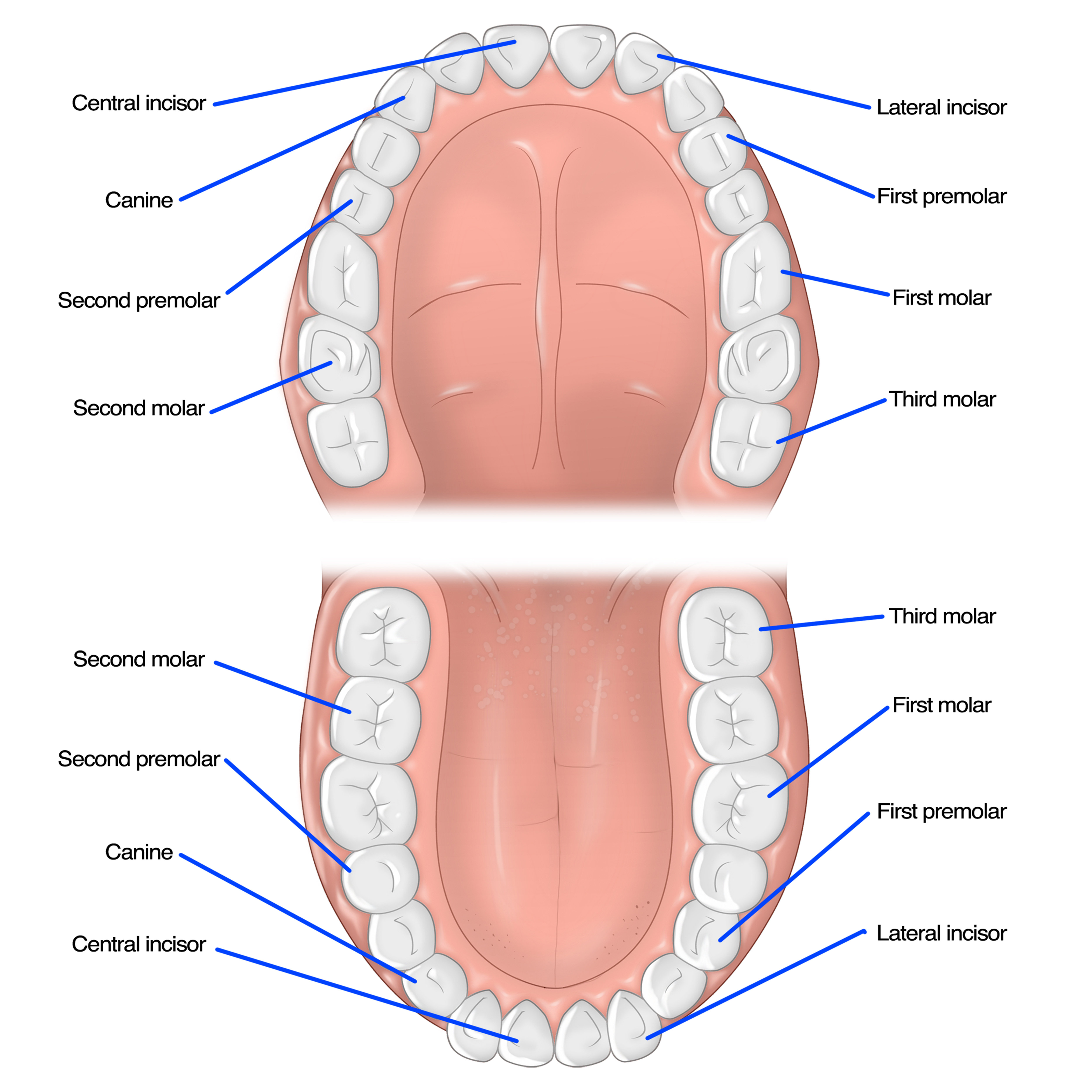 dentist newport